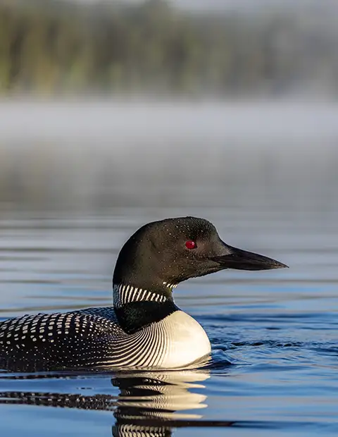 Lake Jocassee Loon Education & Research