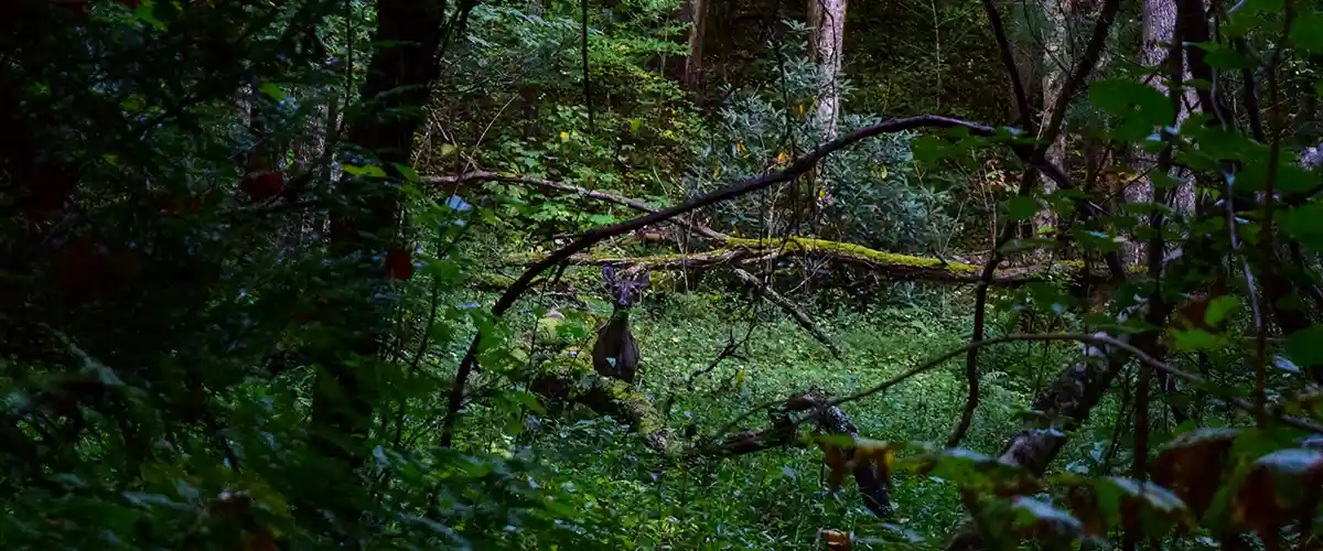 Jocassee-Wild-Outdoors-Naturalist-Certification-Gallery