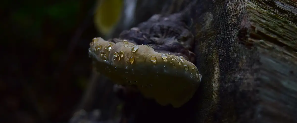 Jocassee Wild Outdoor Certification