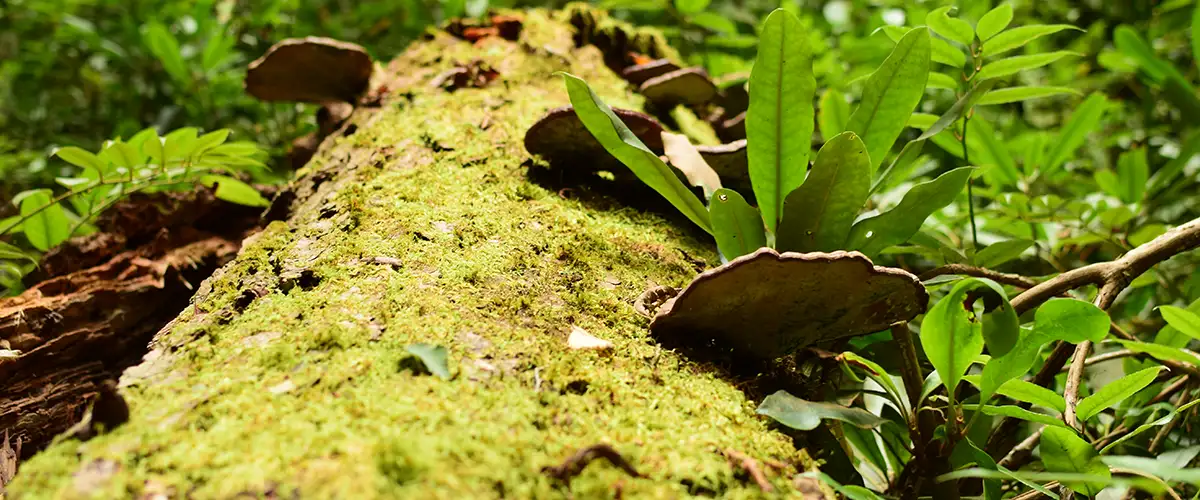 Jocassee-Wild-Outdoors-Naturalist-Certification-Gallery5