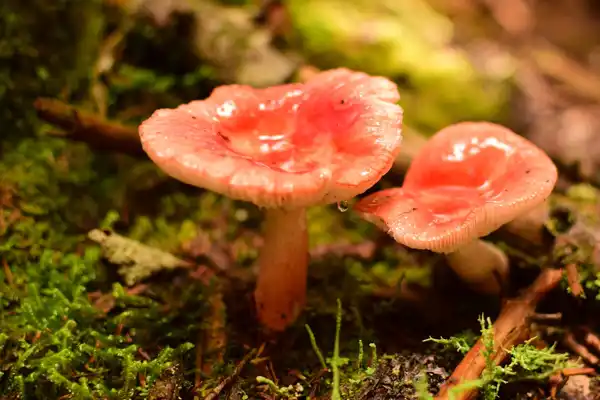 Jocassee Outdoor Mushrooms