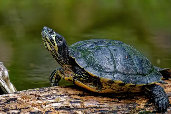 Lake Jocassee Turtle