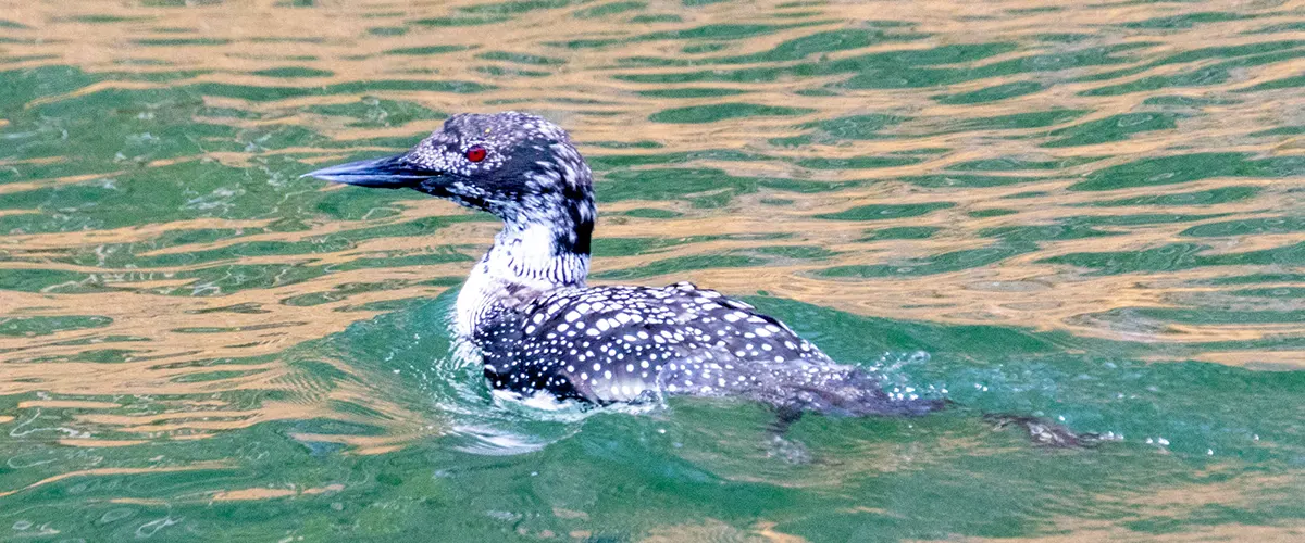 Jocassee-Wild-Loon-Research-Gallery1