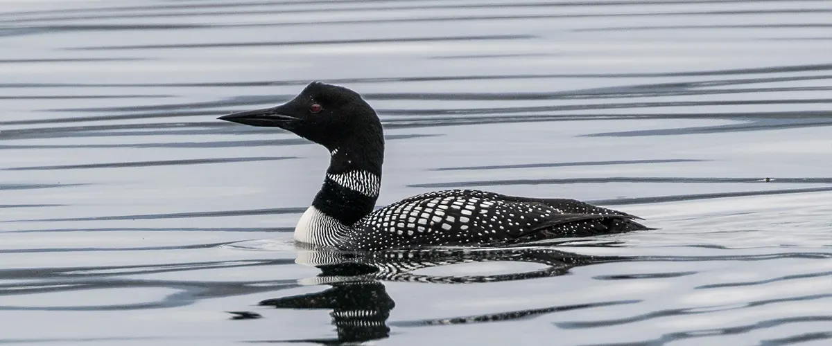 Jocassee-Wild-Loon-Research-Gallery2