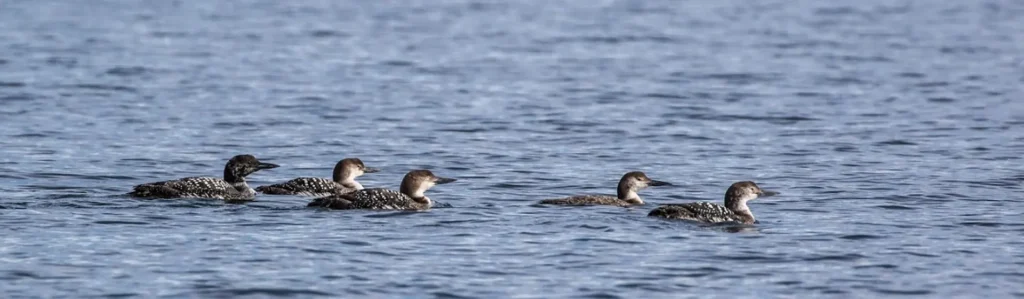 Winter Loon Banner Jocassee Wild